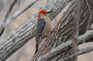 Woodpecker, Red-bellied, 2015-01201630 Eagle Lakes Community Park, FL